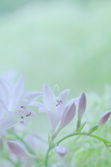 ギボウシ **
