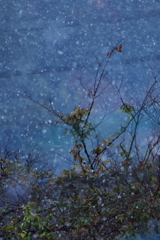 雪が降ってきた