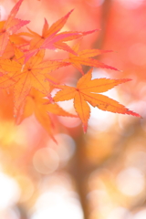 光の中で