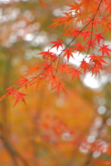 紅葉 ****