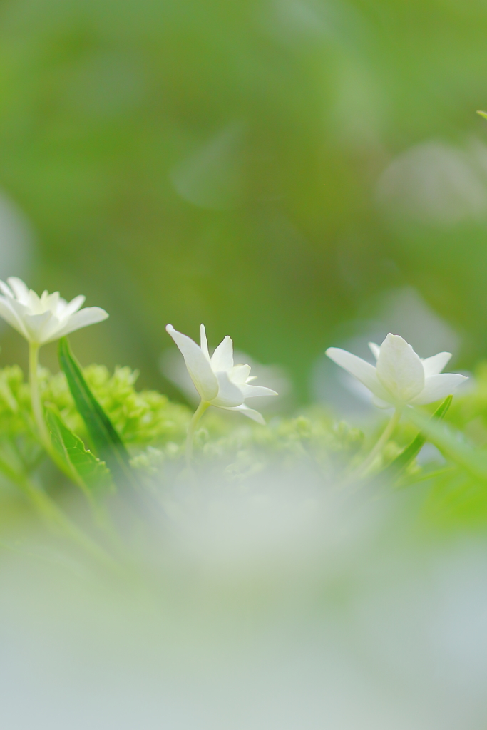 墨田の花火 **