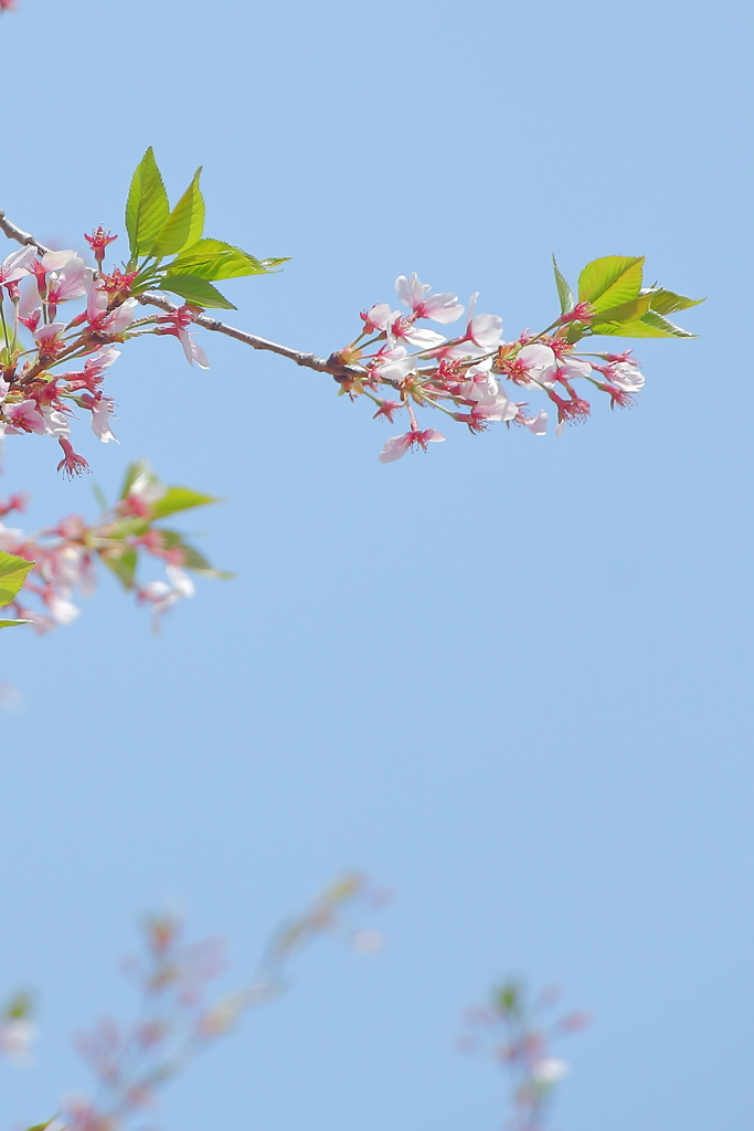 万博記念公園　桜 ***