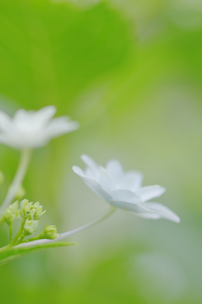 墨田の花火 ***