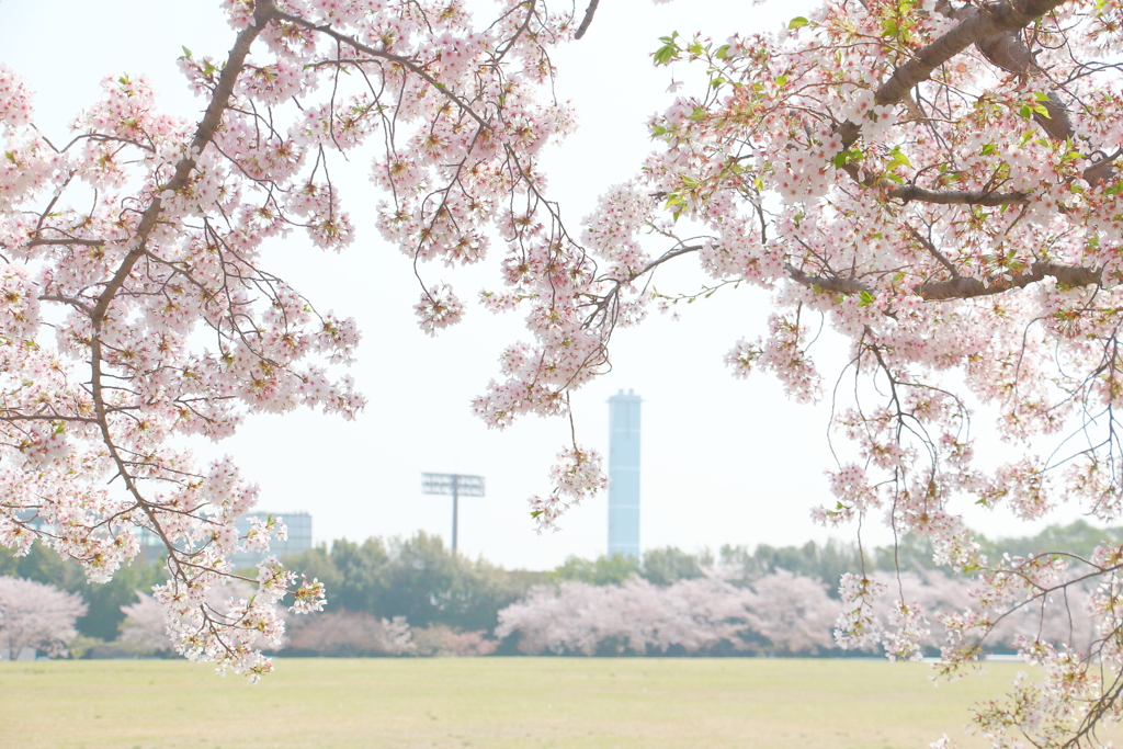 万博記念公園　桜 *****