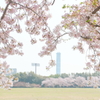 万博記念公園　桜 *****