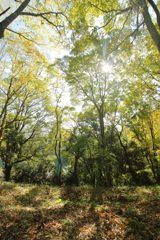 飛鳥　甘樫丘 **