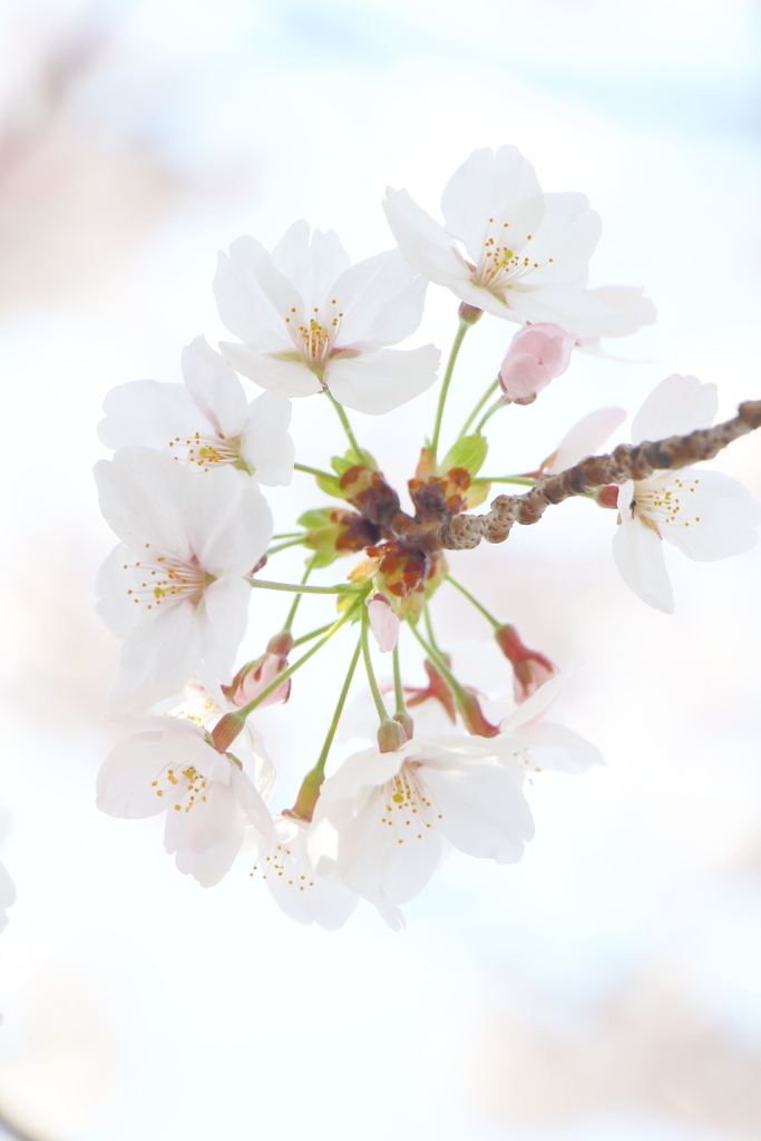 桜 *