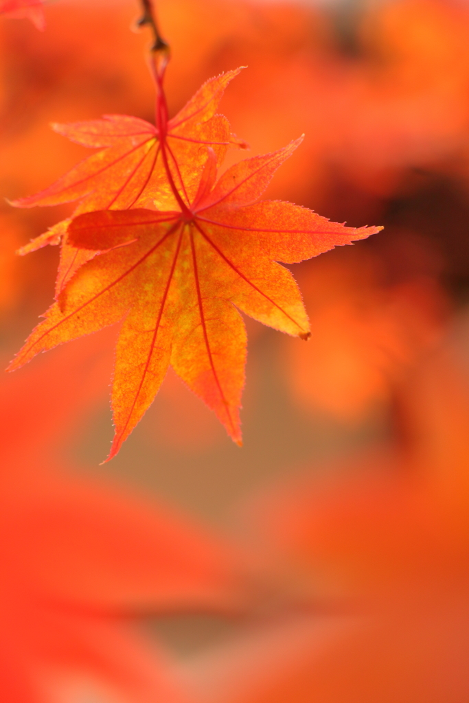 紅葉 **
