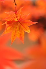 紅葉 **