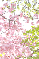 陽光桜 **