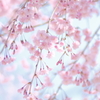 枝垂れ桜