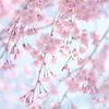 枝垂れ桜