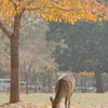 奈良　公園