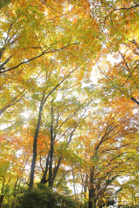 紅葉狩り日和 **
