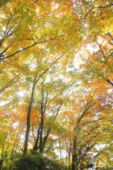 紅葉狩り日和 **