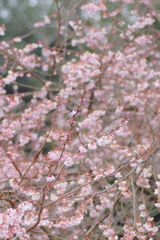 十月桜 *