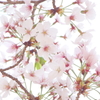 万博記念公園　桜 **