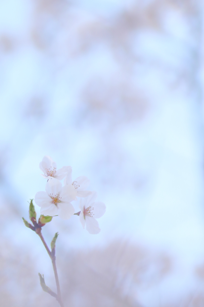 桜 *****