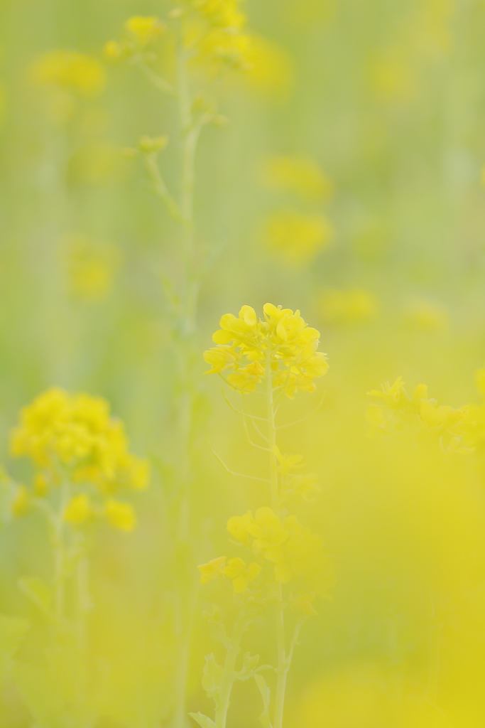 菜の花 ***