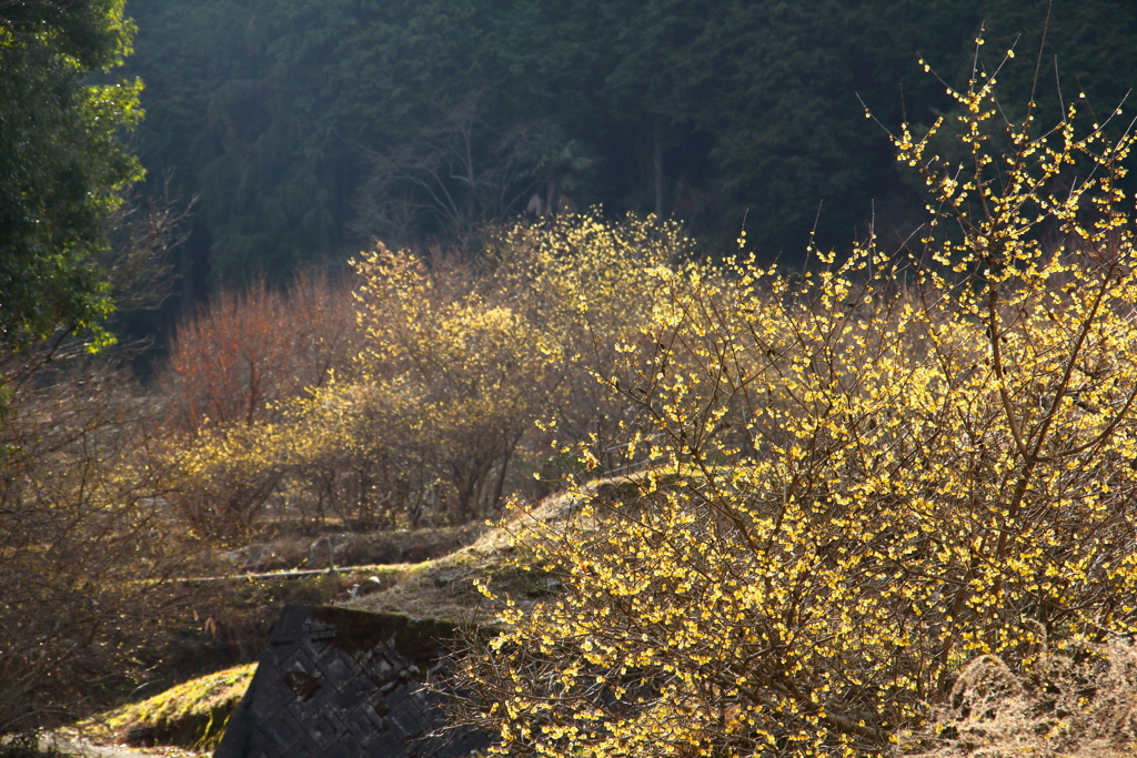 蝋梅の里