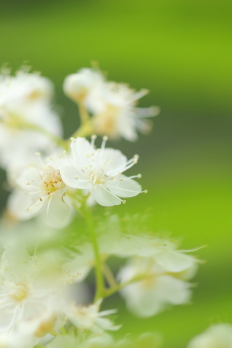 ホザキナナカマド *