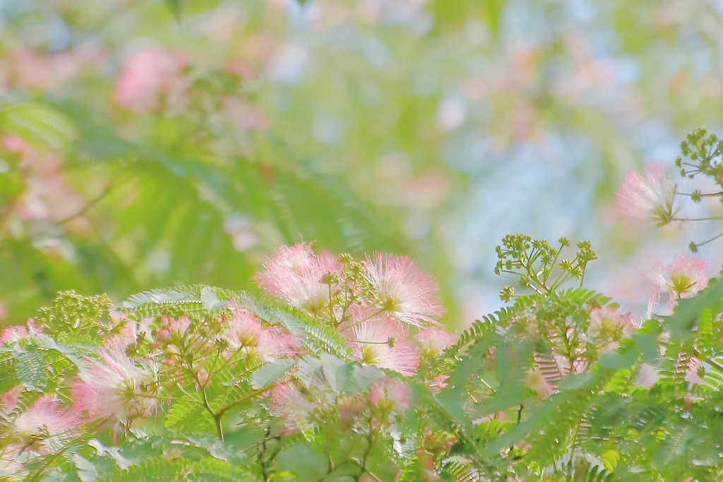 ネムの花