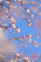 十月桜 ***