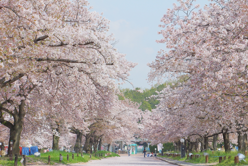 万博記念公園　桜 *