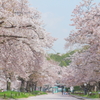 万博記念公園　桜 *