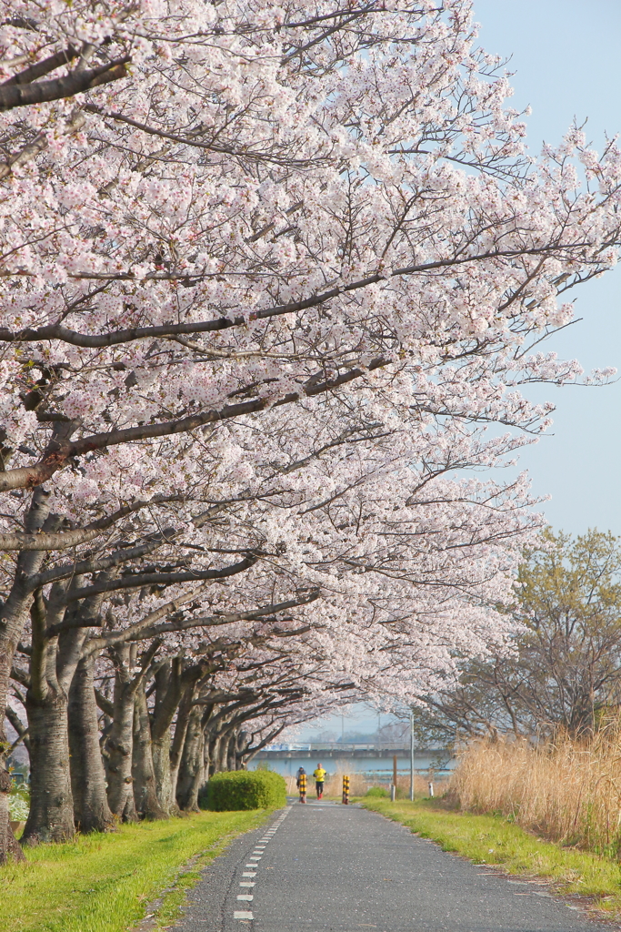 石川桜堤 ******