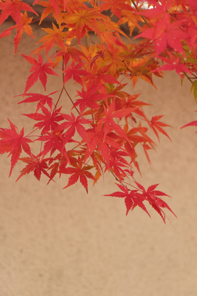 奈良　紅葉
