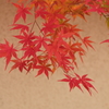 奈良　紅葉