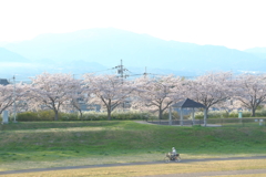 石川桜堤 ***