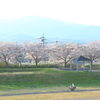 石川桜堤 ***