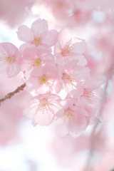 陽光桜 *