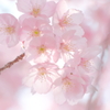 陽光桜 *