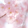 陽光桜 *