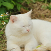 石垣島の猫 ***