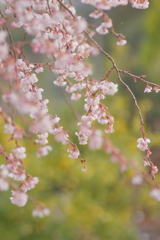 十月桜 **