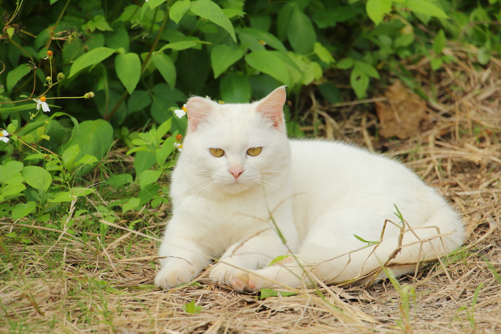 石垣島の猫 **