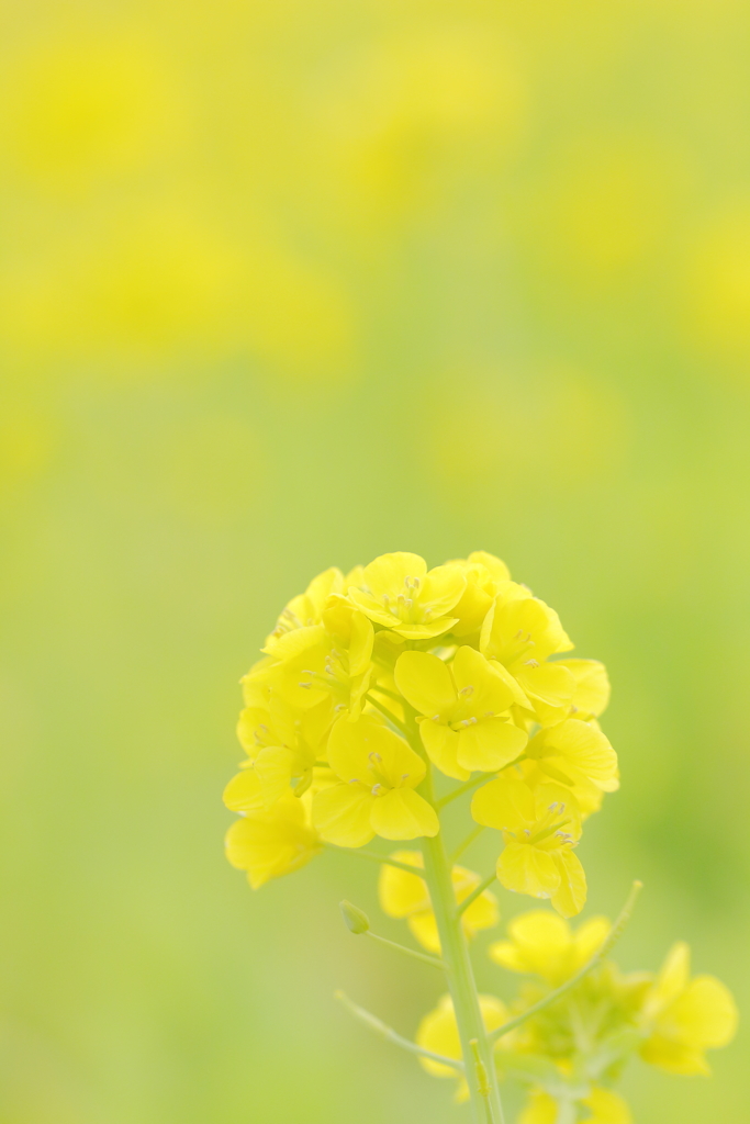 菜の花 **