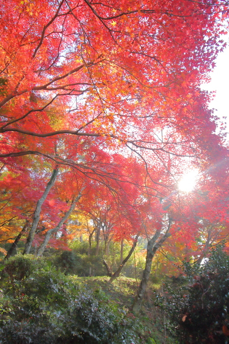 紅葉狩り日和 *