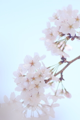桜 ***