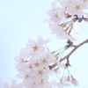 桜 ***