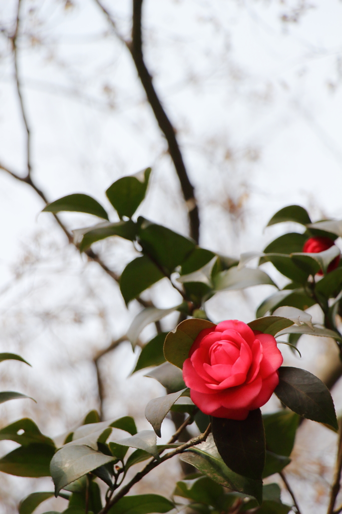 山茶花