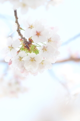 桜 **