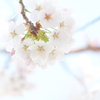 桜 **