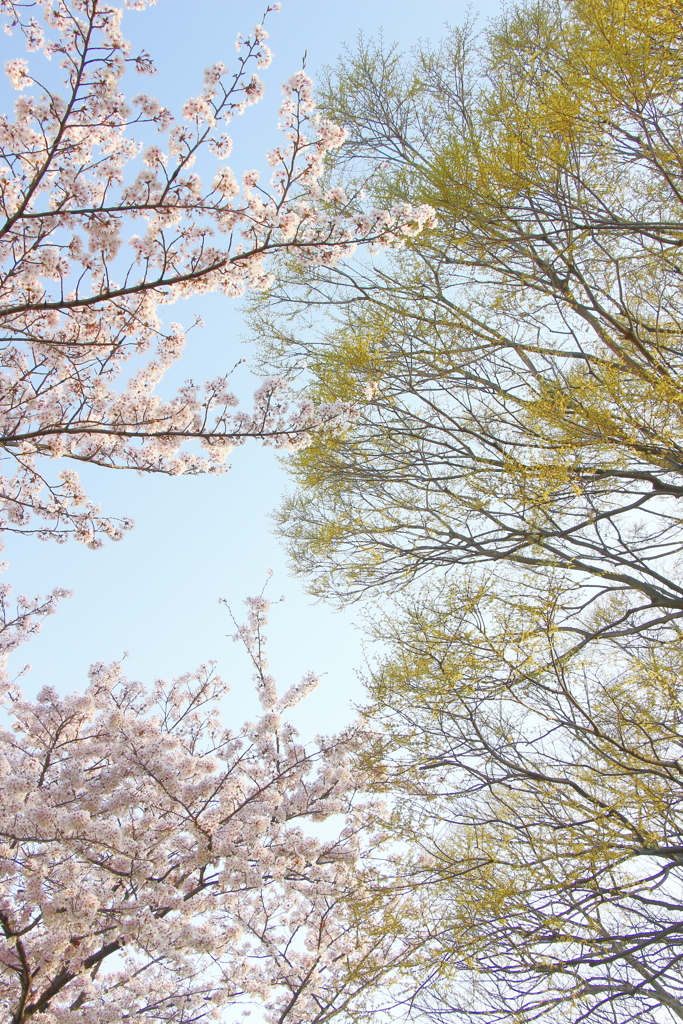 石川桜堤 ****