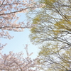 石川桜堤 ****