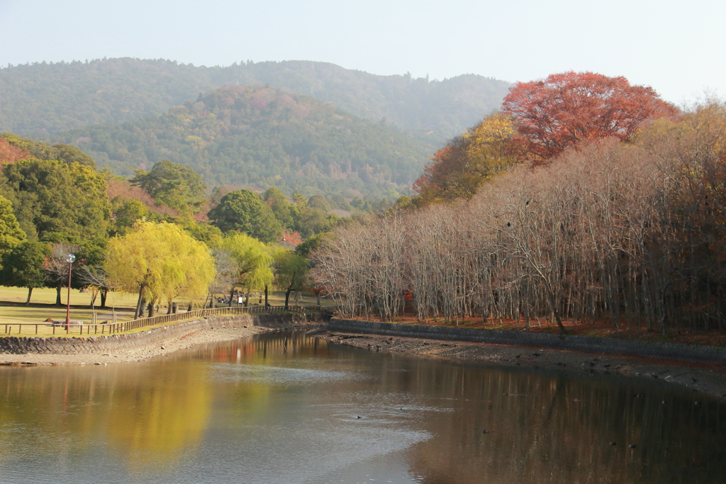 奈良　荒池